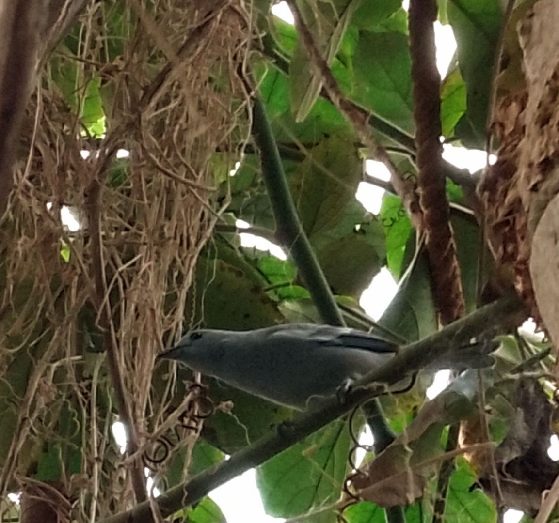 Blue-Grey Tanager 010625