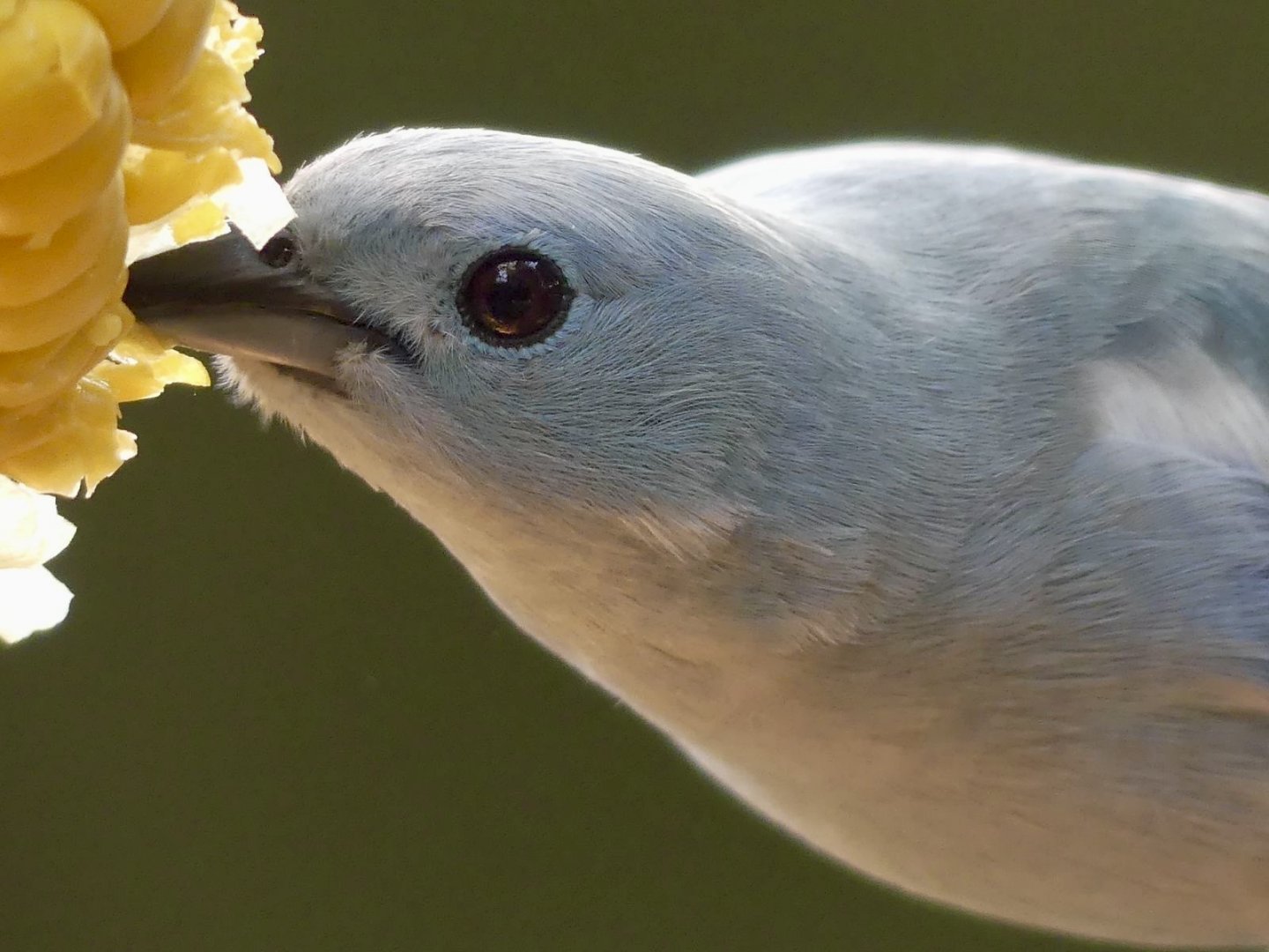 Blue-Grey Tanager - 11.07.25