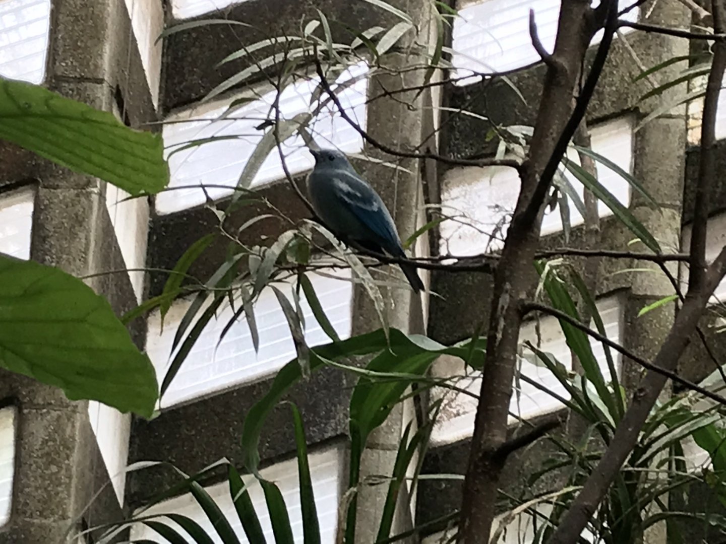 Blue-grey tanager 280118