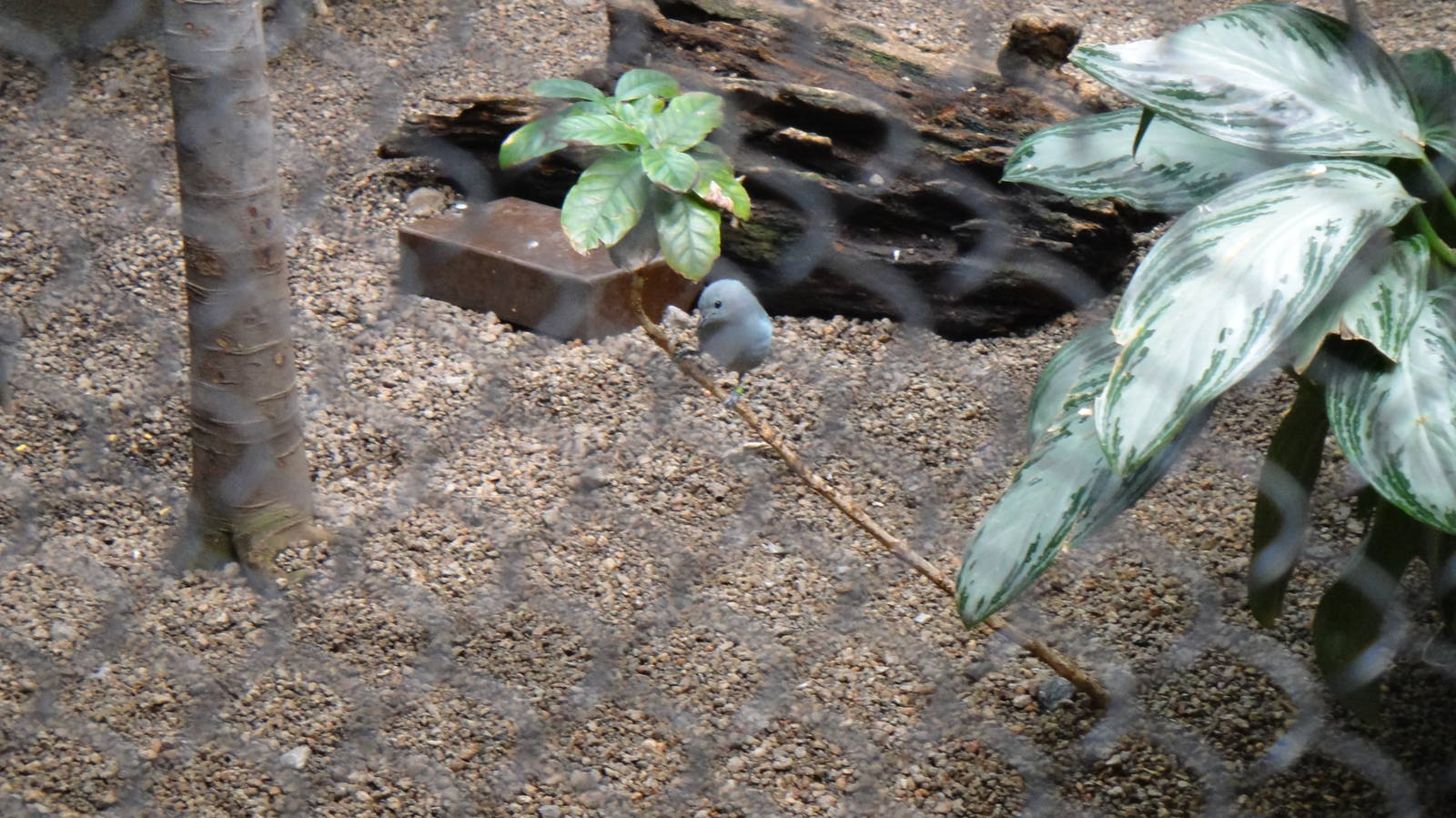 Blue-grey tanager at Philadelphia zoo 2015-03-08