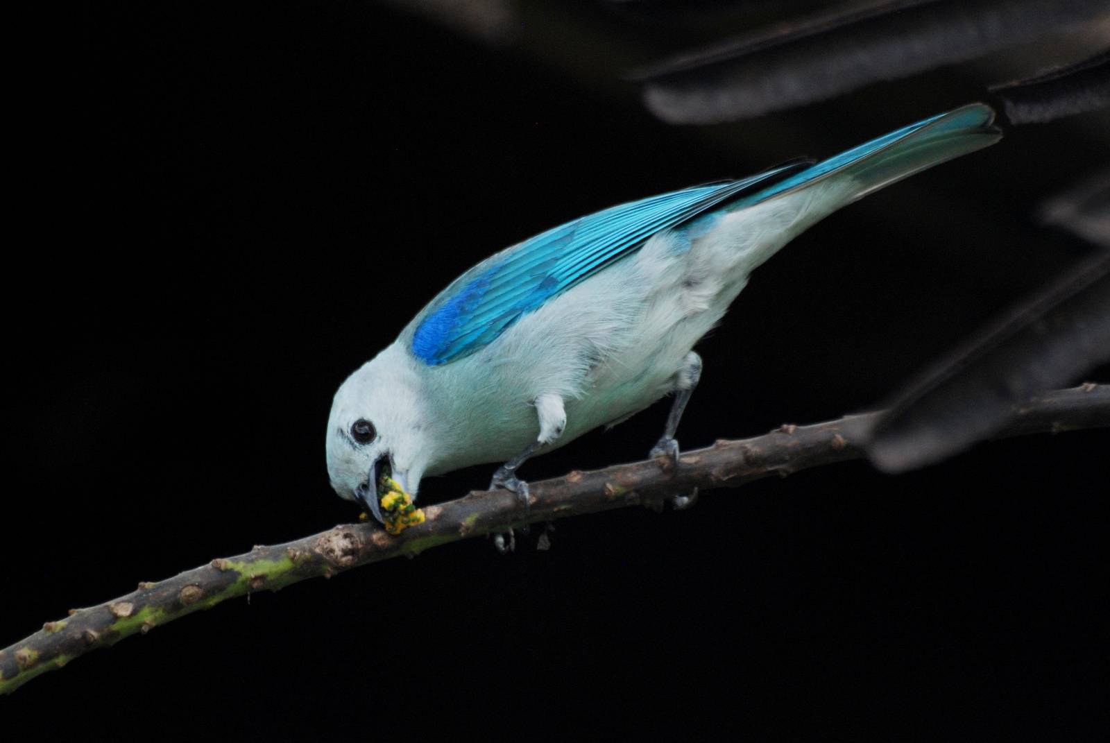 Blue-Grey Tanager in La Fortuna, 18/04/14