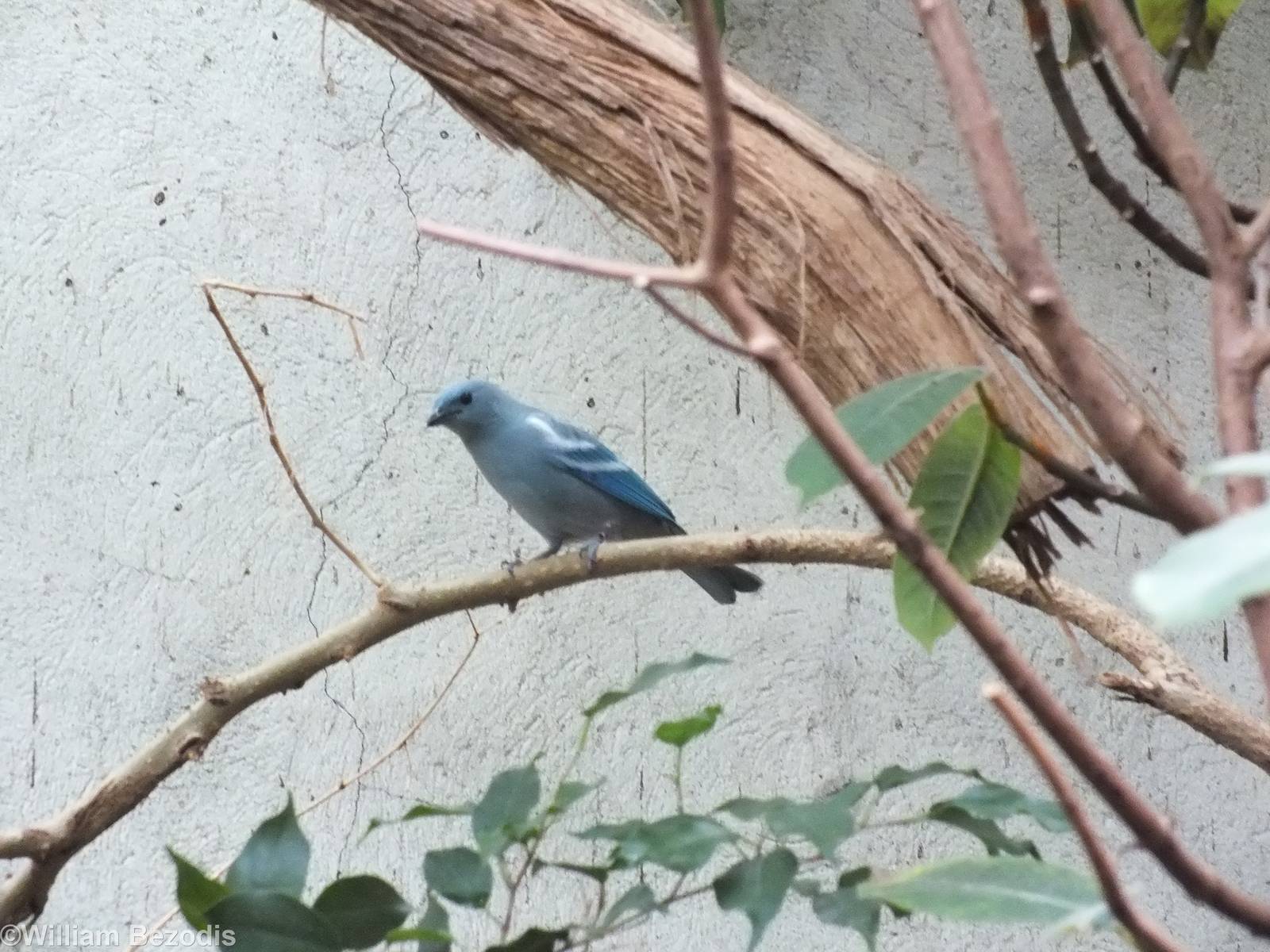 Blue-grey Tanager in South American Section of Bird House
