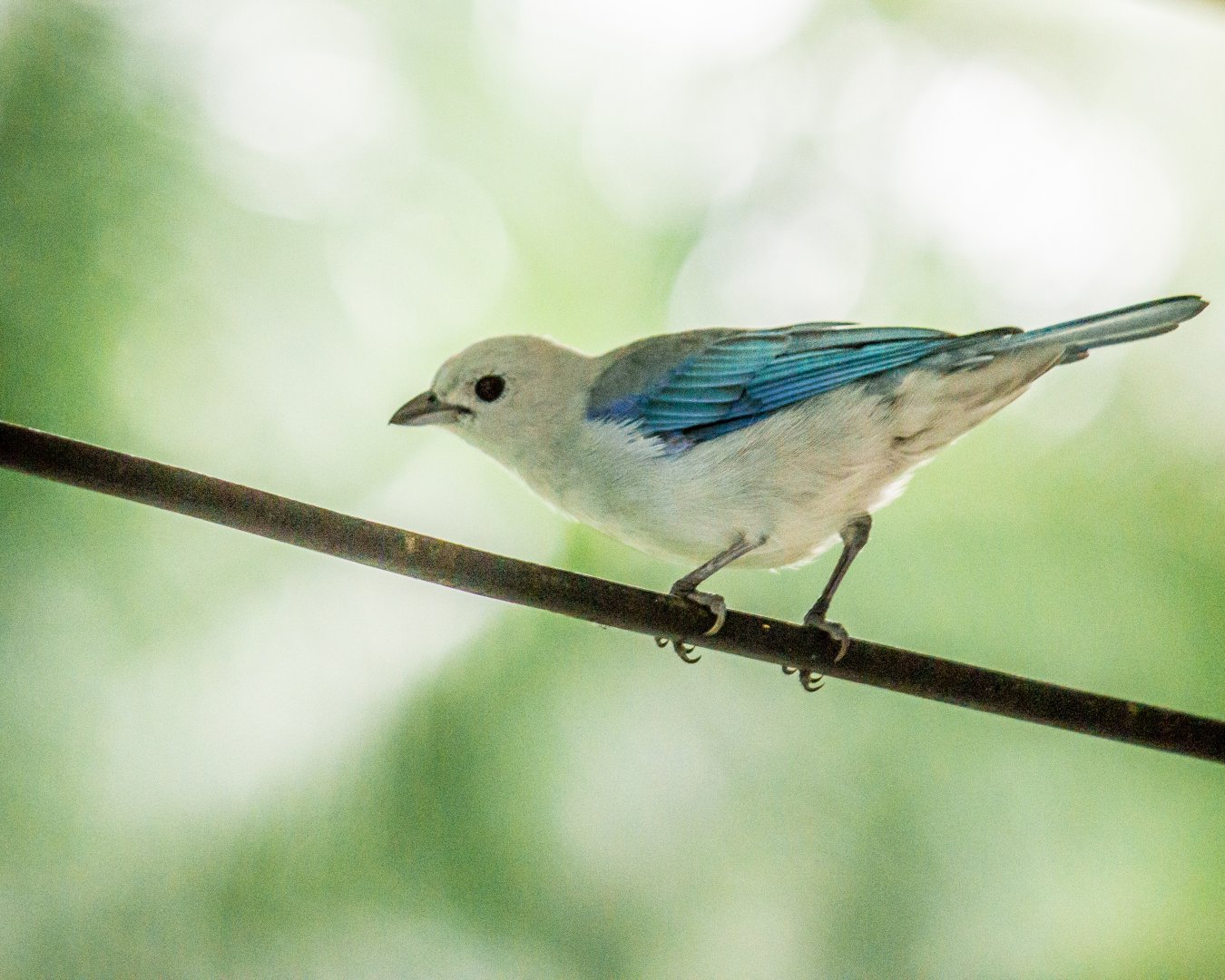Blue-grey tanager, Thraupis episcopus