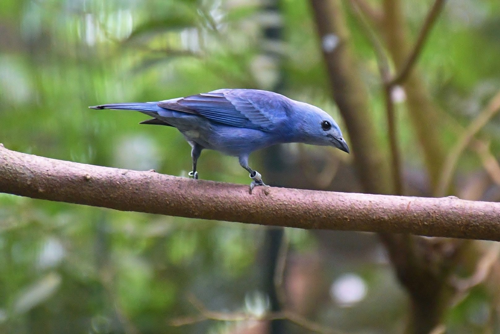 Blue-grey Tanager (Thraupis episcopus)