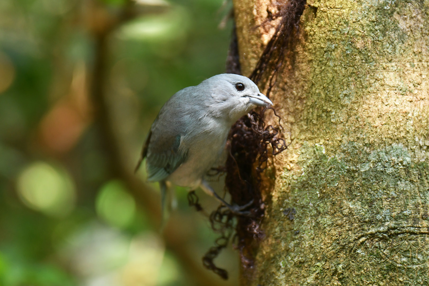 Blue-grey Tanager Thraupis episcopus