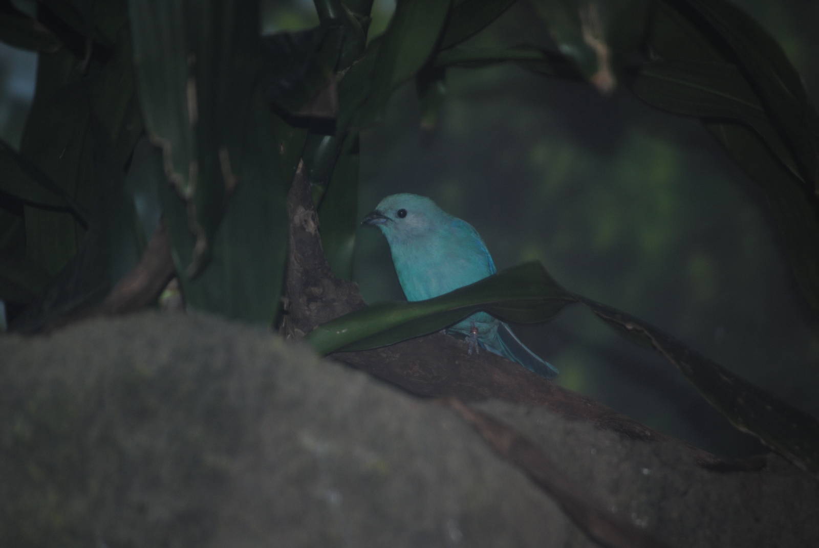 Blue-Grey Tanager