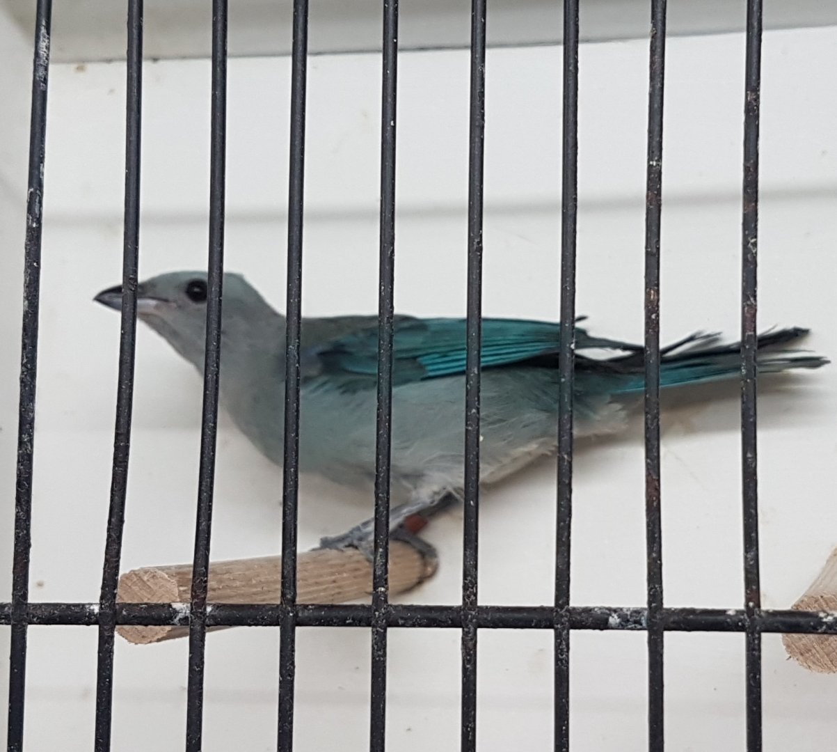 Blue-grey tanager