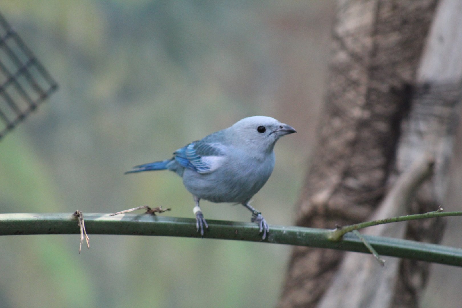 Blue-Grey Tanager
