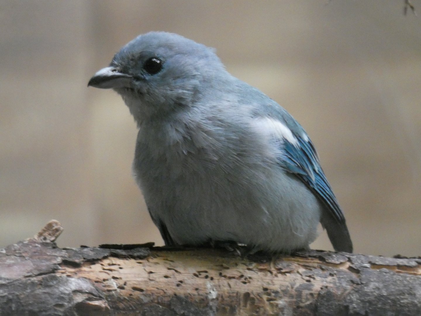 Blue-grey Tanager