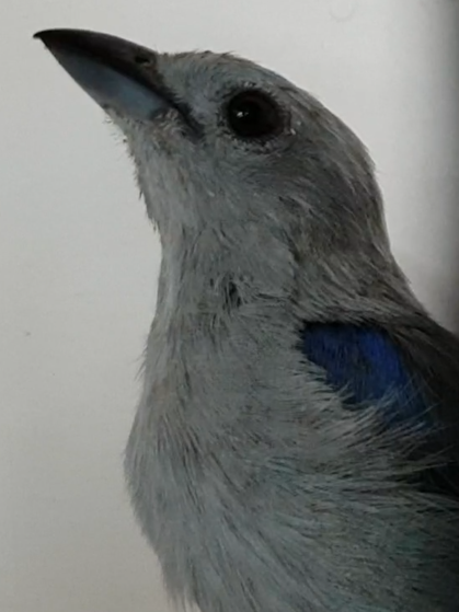 Blue-grey tanager