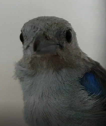 Blue-grey tanager
