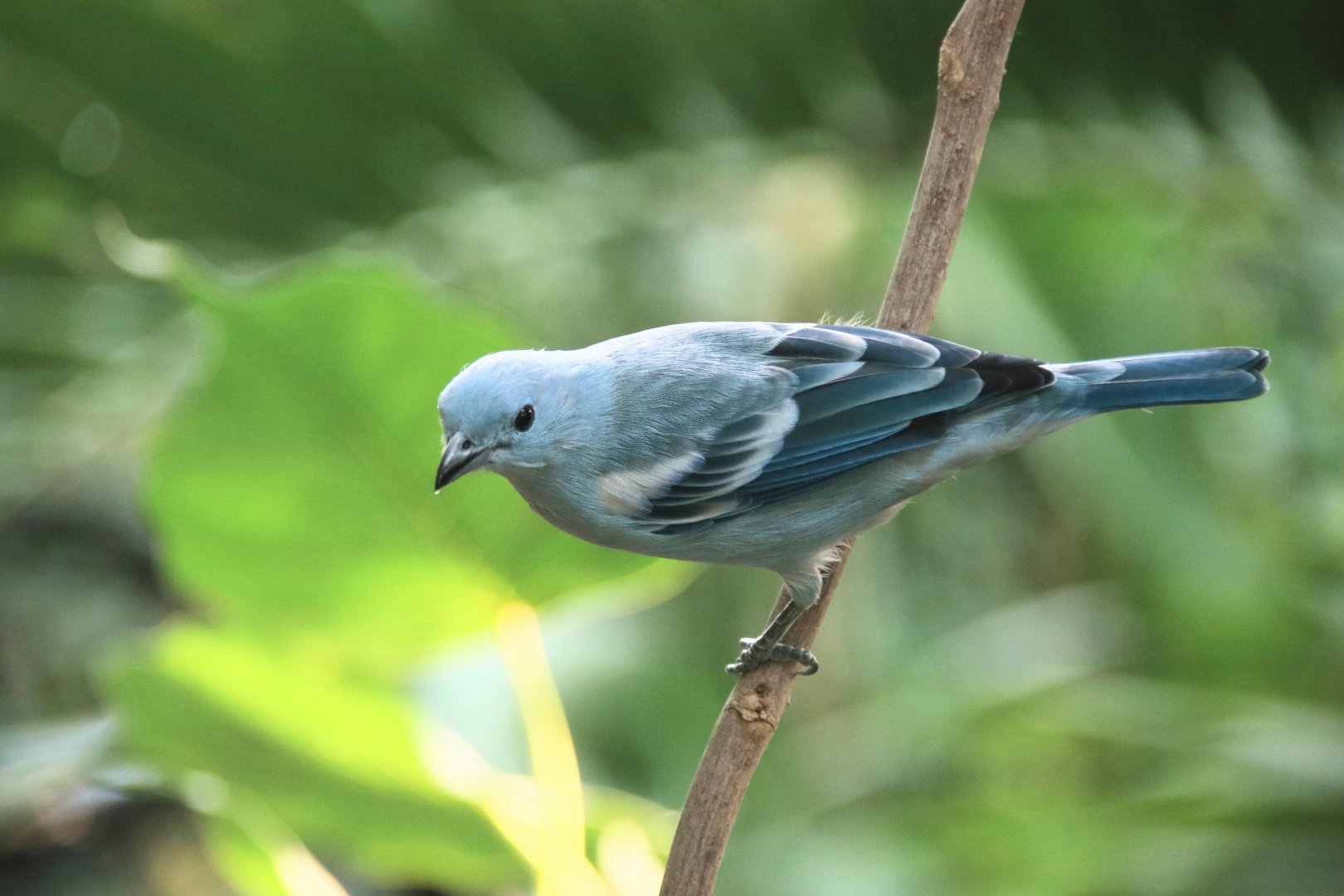 Blue grey tanager