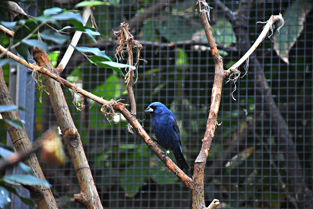 Blue grosbeak (male)