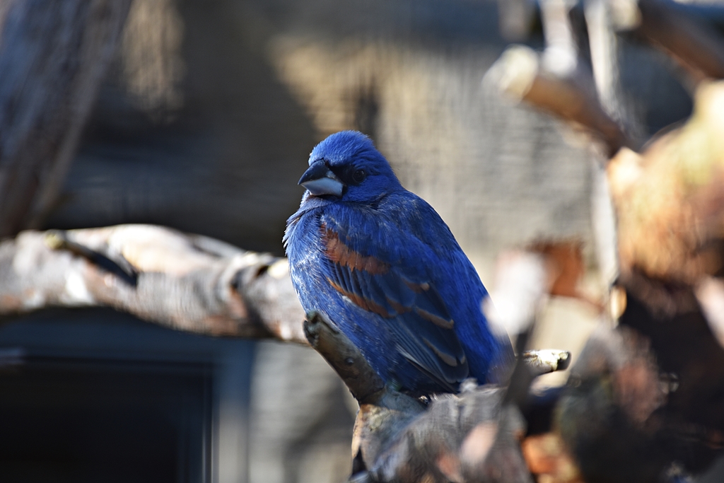 Blue grosbeak (male)