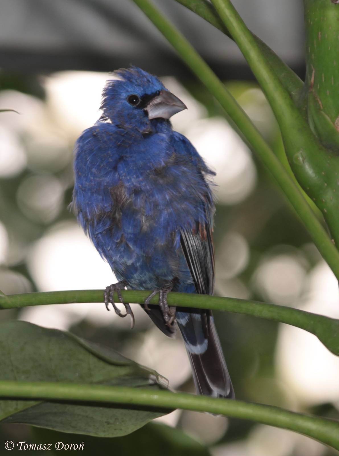 Blue Grosbeak (Passerina caerulea) Dezember 2011