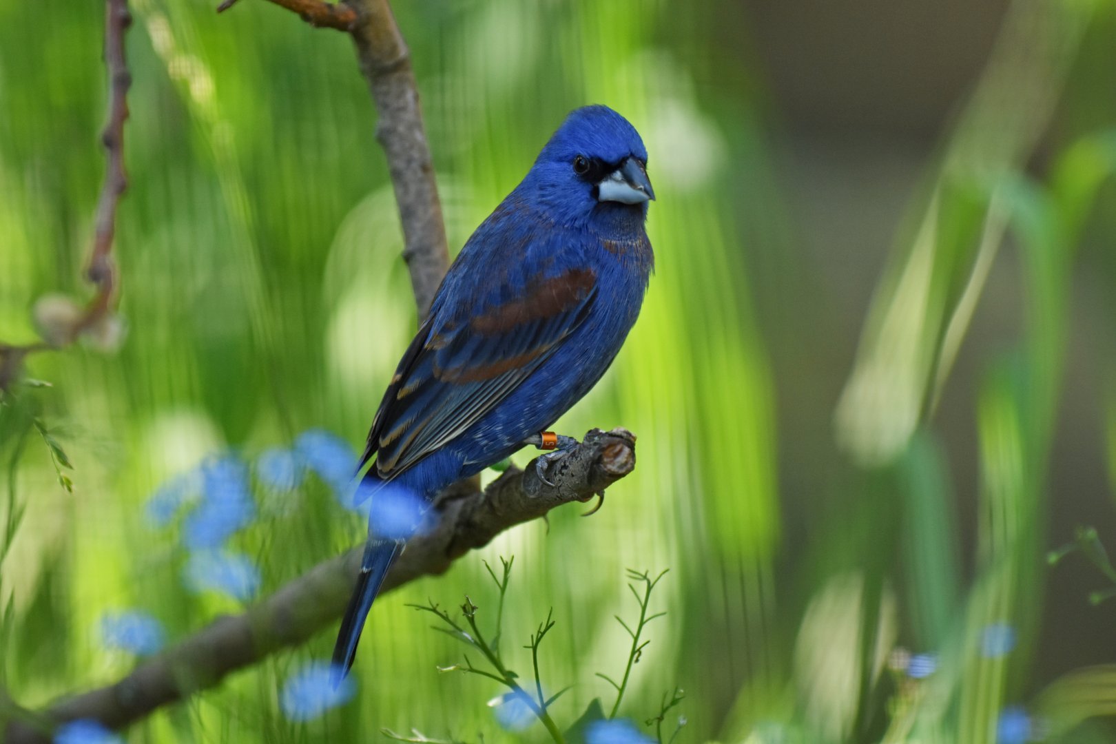Blue grosbeak (Passerina caerulea)