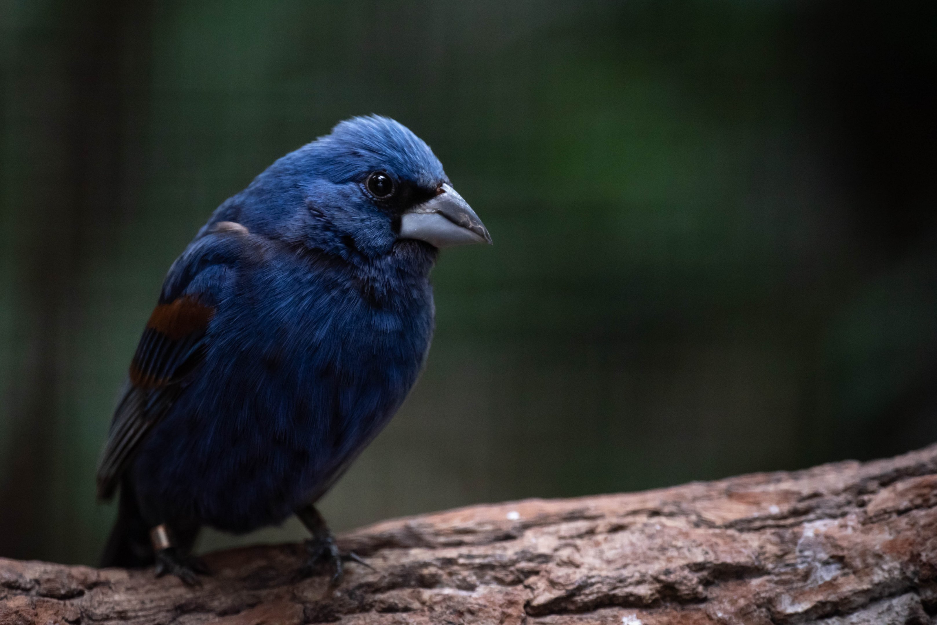 Blue grosbeak - Passerina caerulea