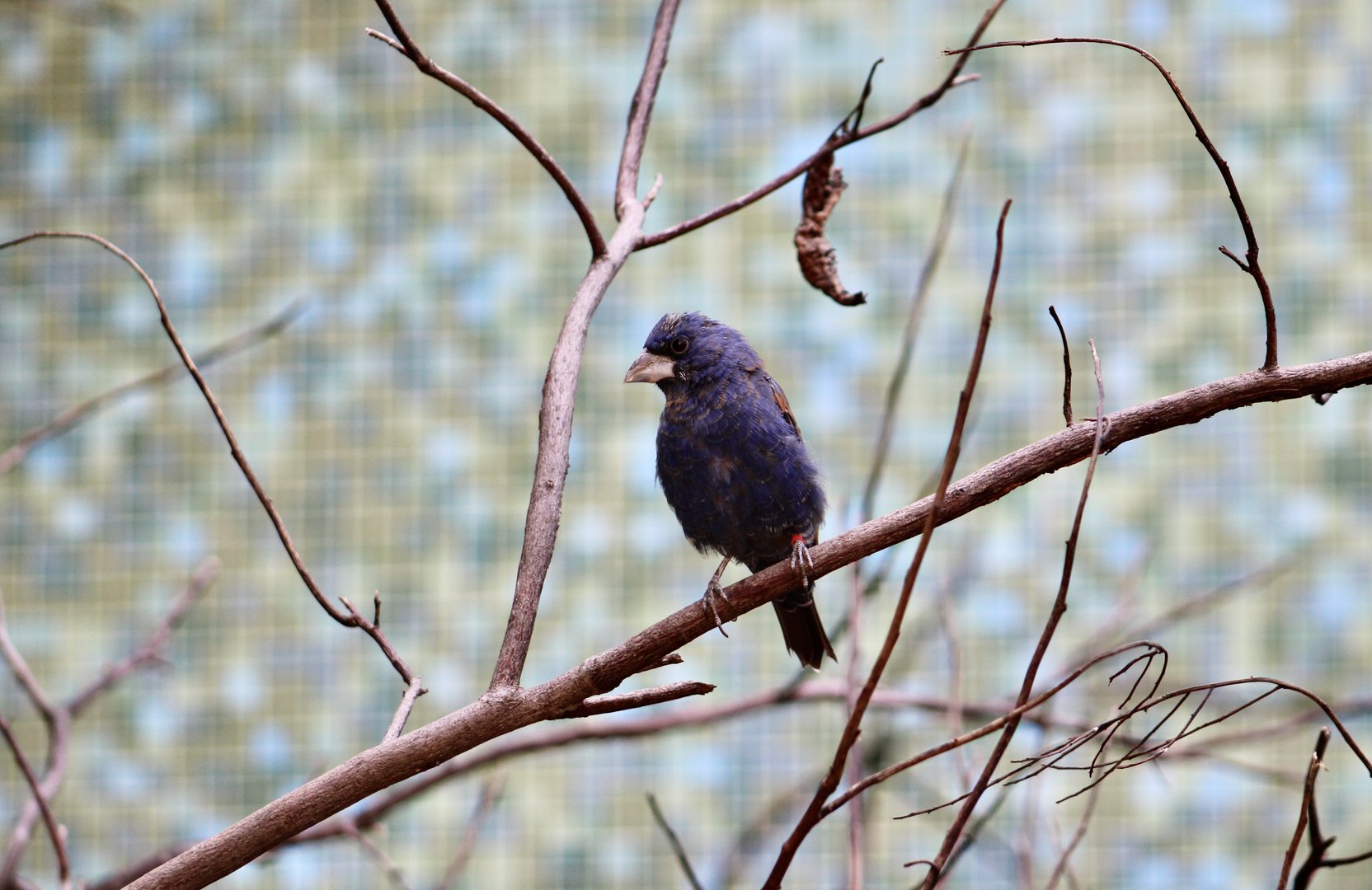 Blue Grosbeak (Passerina caerulea)