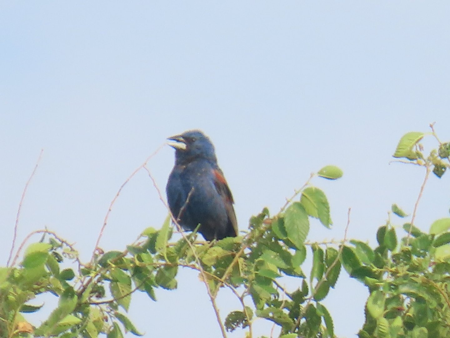 Blue Grosbeak (Passerina caerulea)