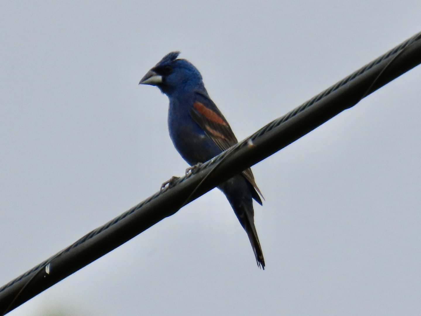 Blue Grosbeak (Passerina caerulea)