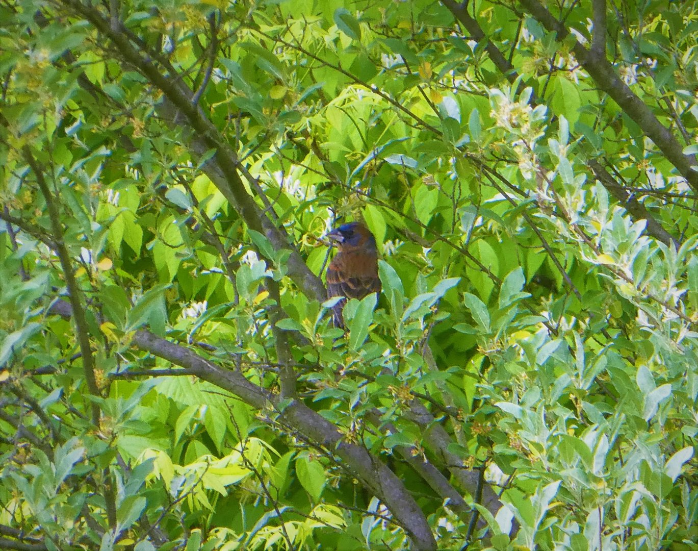 Blue Grosbeak