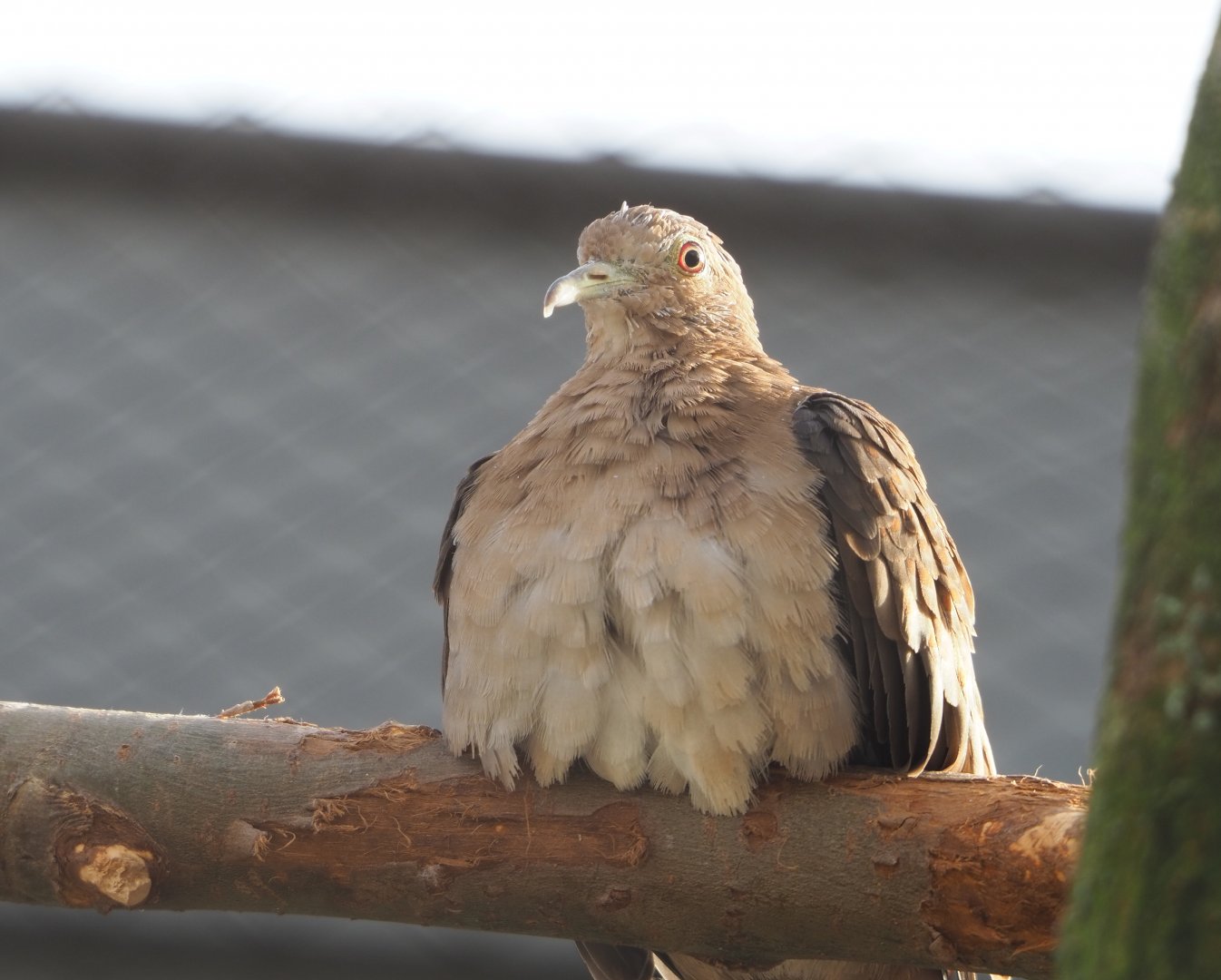 Blue ground dove (Claravis pretiosa), 2022-03-16