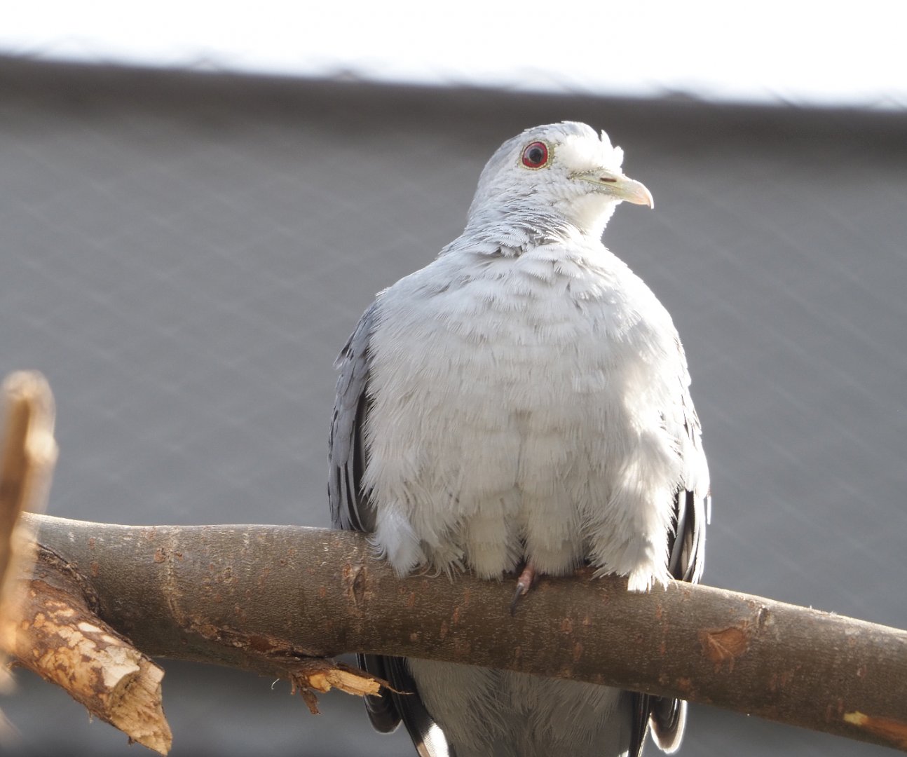 Blue ground dove (Claravis pretiosa), 2022-03-16