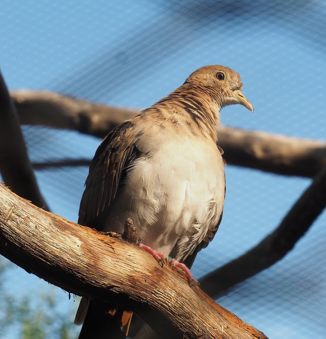 Blue ground dove (Claravis pretiosa), 2022-08-16