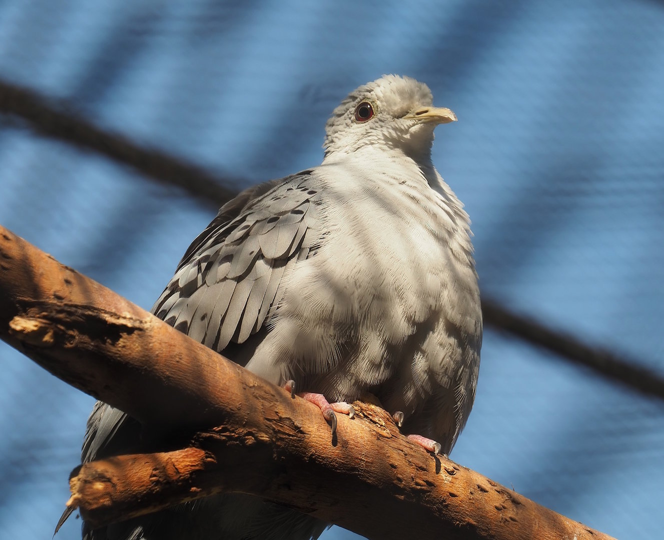 Blue ground dove (Claravis pretiosa), 2022-08-16