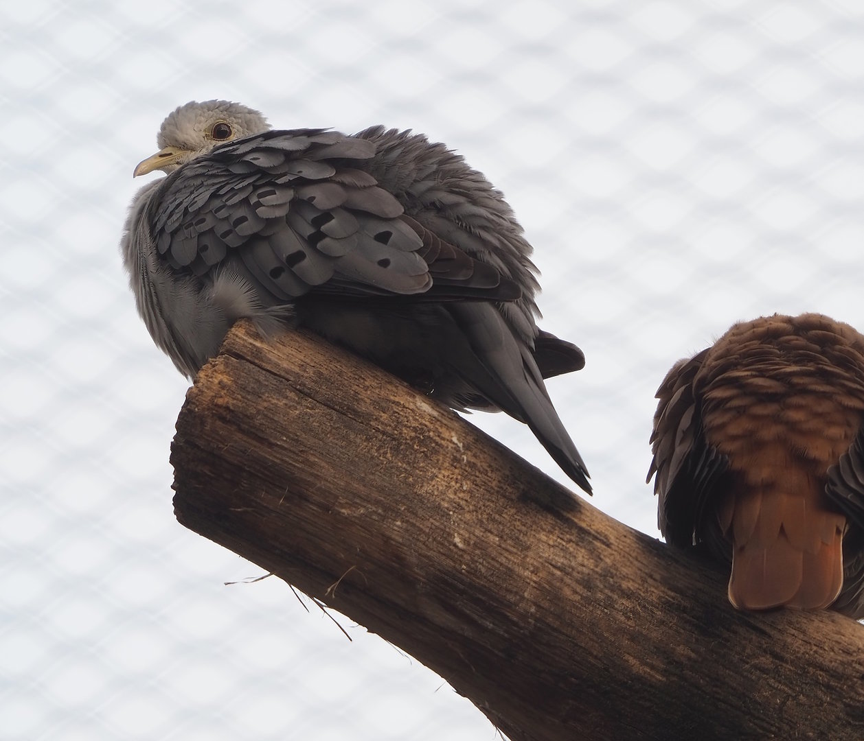 Blue ground dove (Claravis pretiosa), 2022-10-29