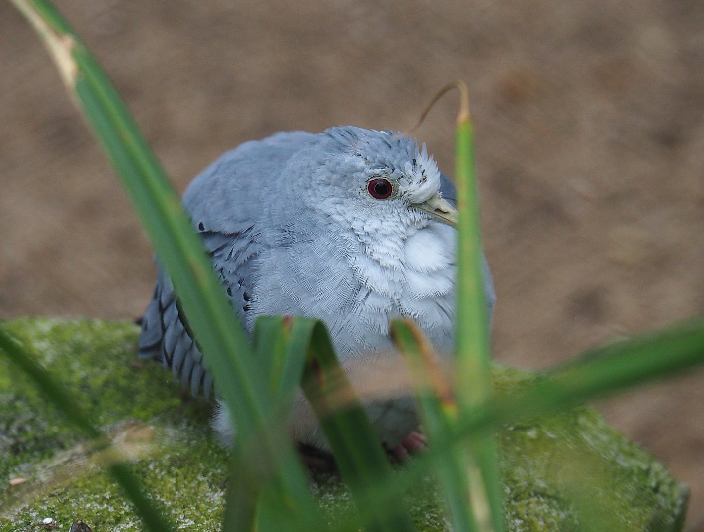 Blue ground dove (Claravis pretiosa), 2024-02-17