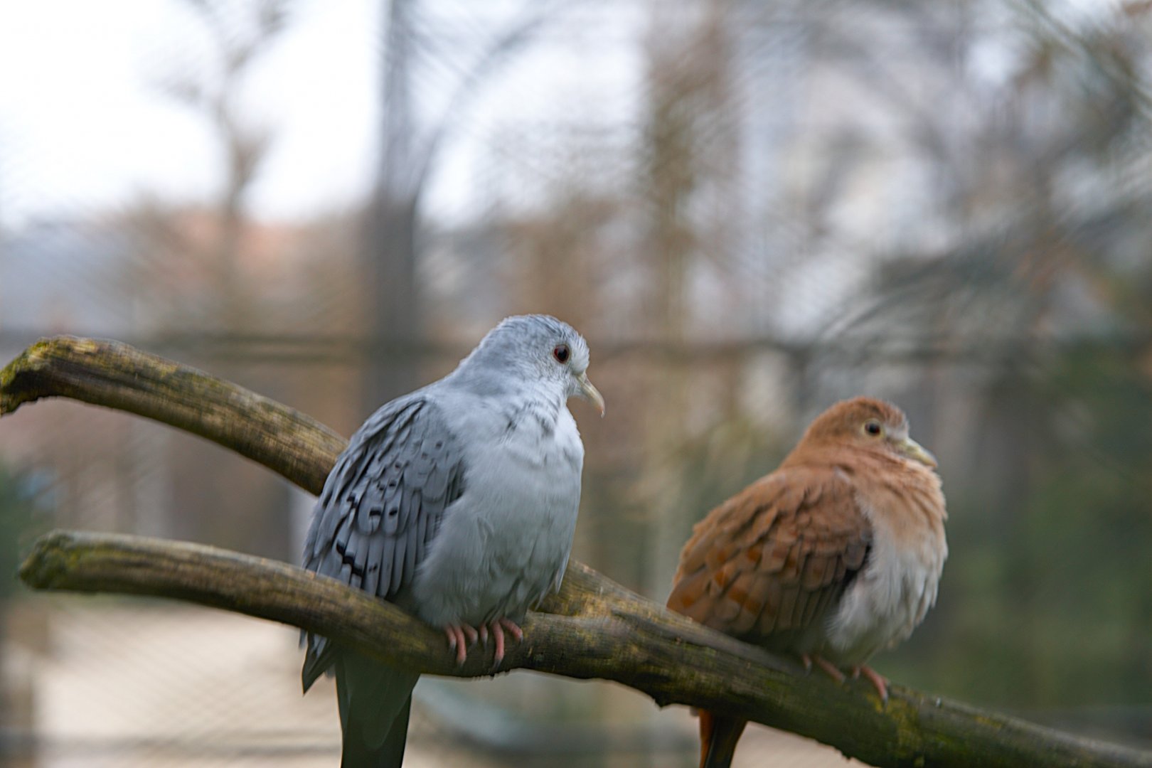 Blue-ground Dove (Claravis pretiosa), 2025-01-20