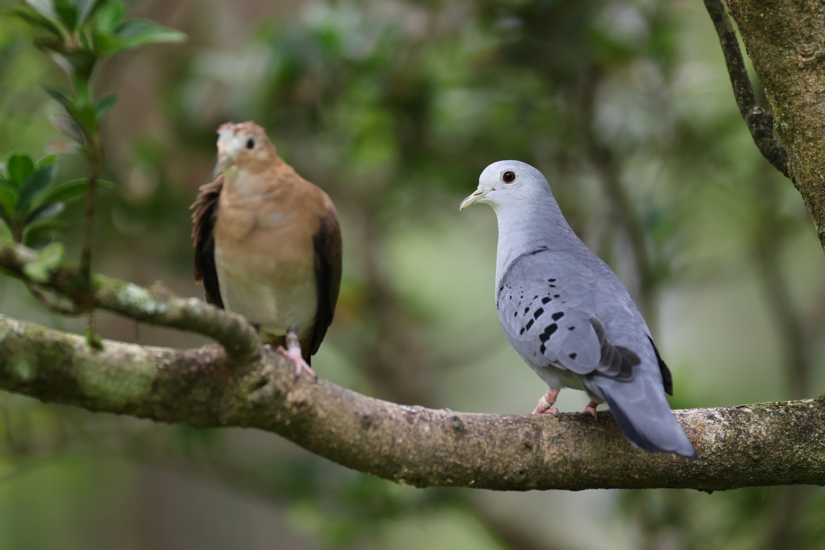 Blue Ground-dove (Claravis pretiosa) - Amazonian Jewels
