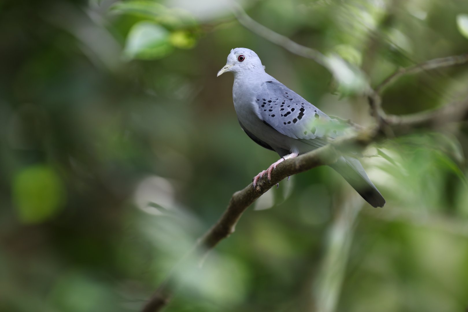 Blue Ground-dove (Claravis pretiosa) - Amazonian Jewels