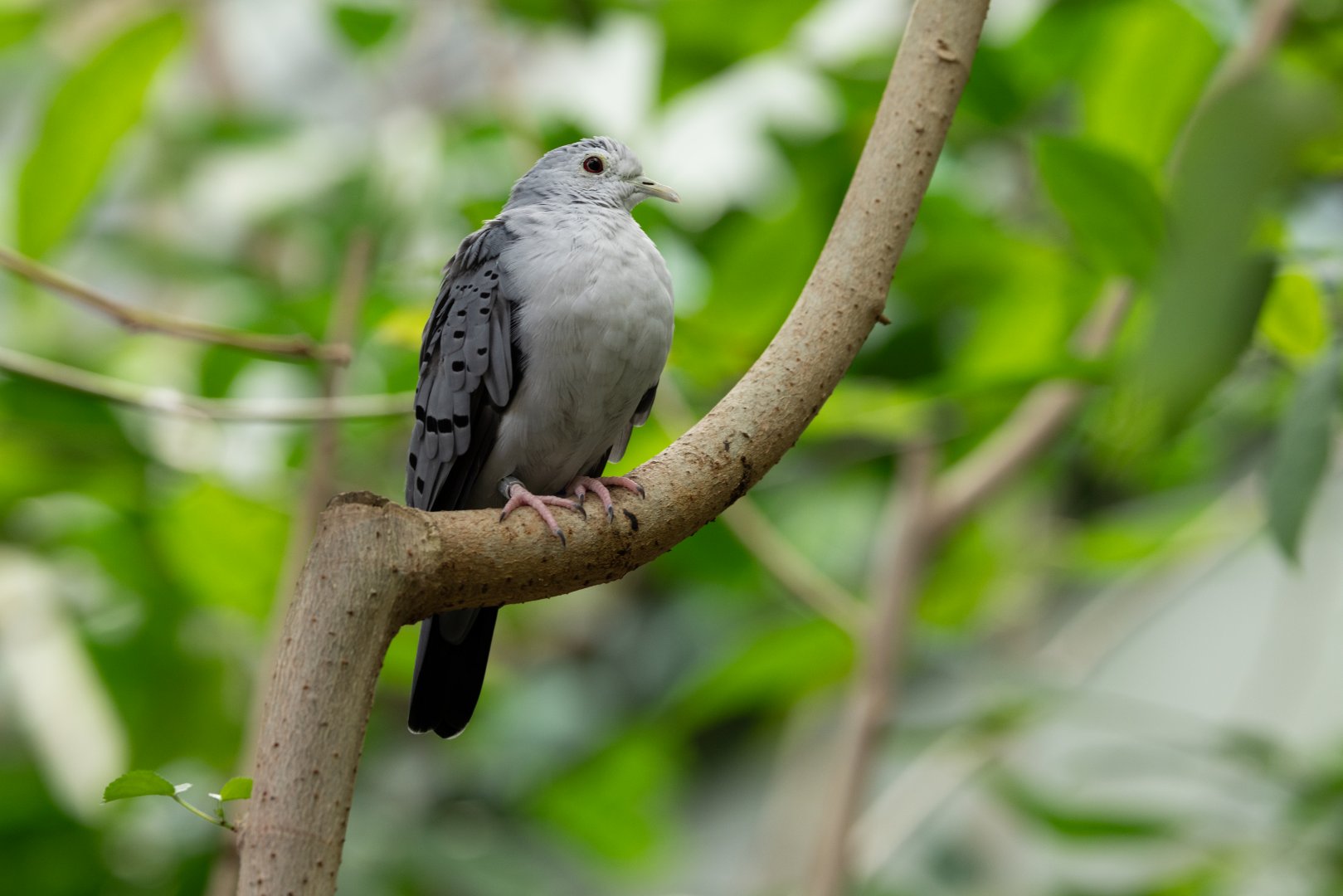 Blue Ground Dove (Claravis pretiosa) - Mangrove