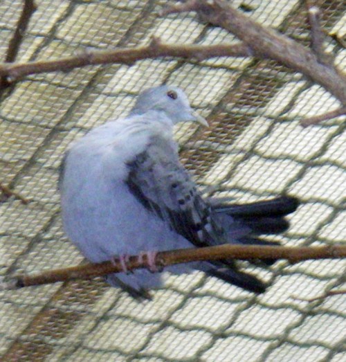 Blue Ground Dove (Claravis pretiosa)