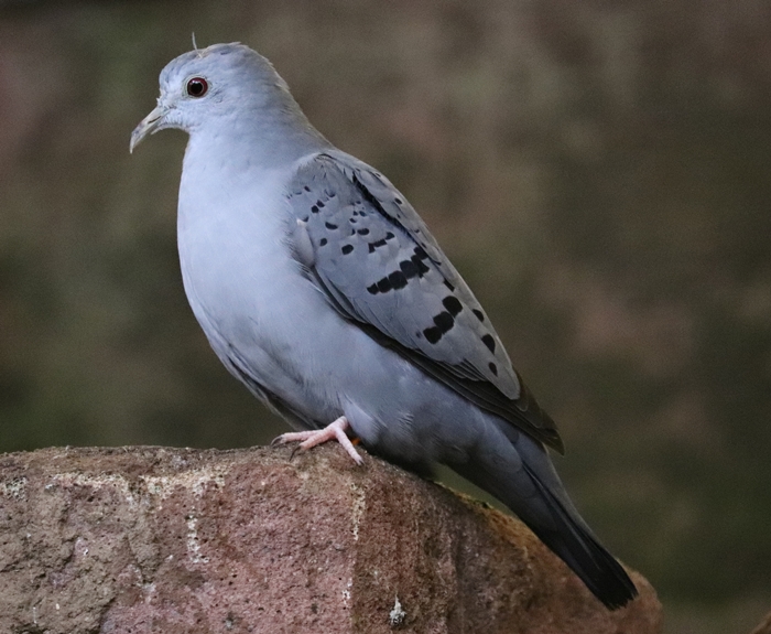 Blue ground-dove (Claravis pretiosa)