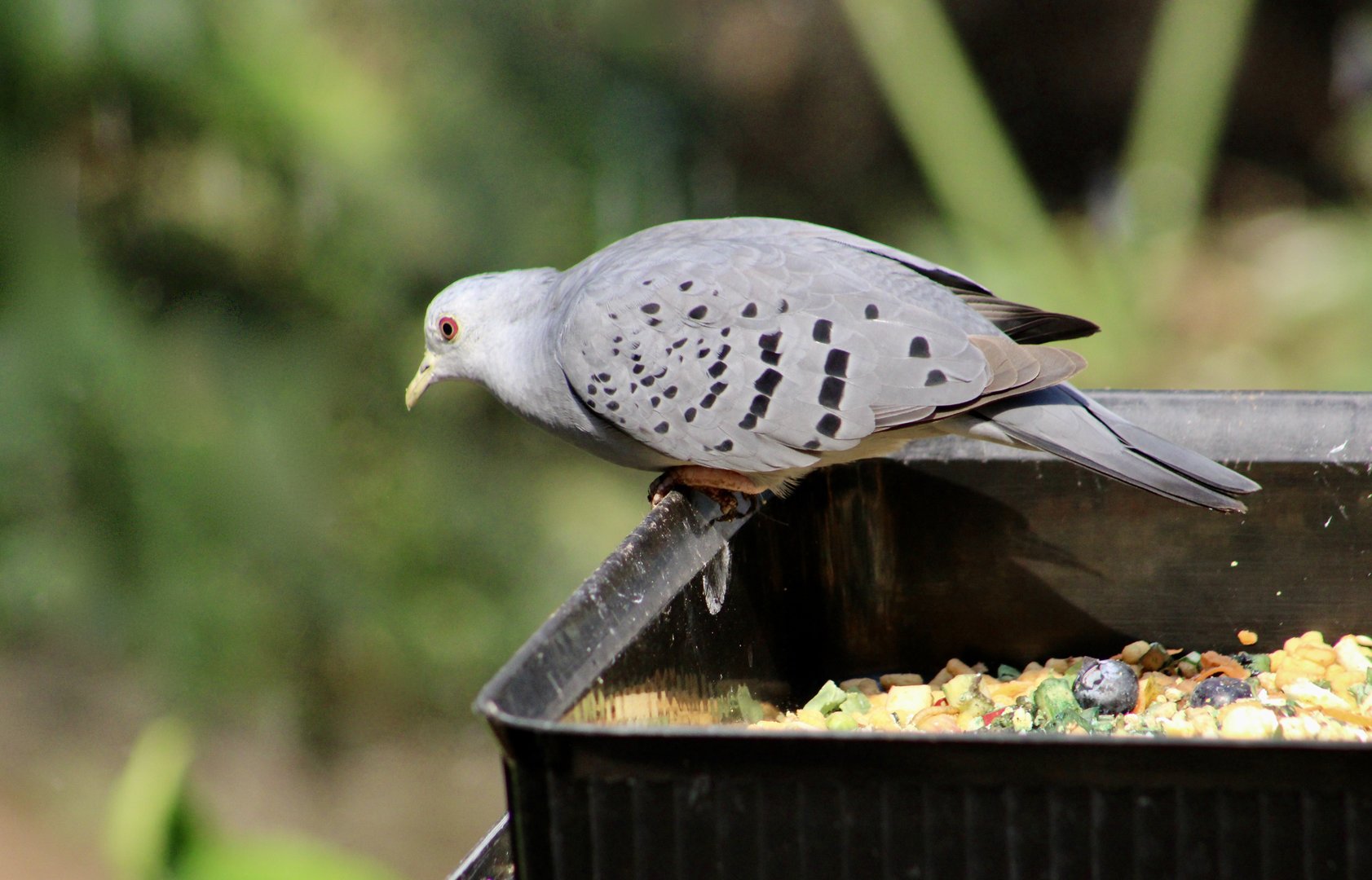 Blue Ground Dove (Claravis pretiosa)