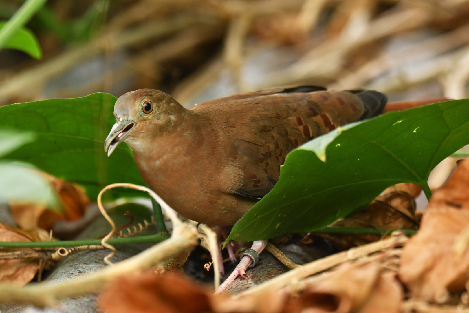 Blue Ground-Dove Claravis pretiosa