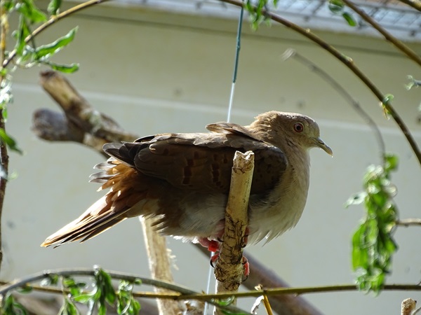 Blue ground-dove  (Claravis pretiosa)