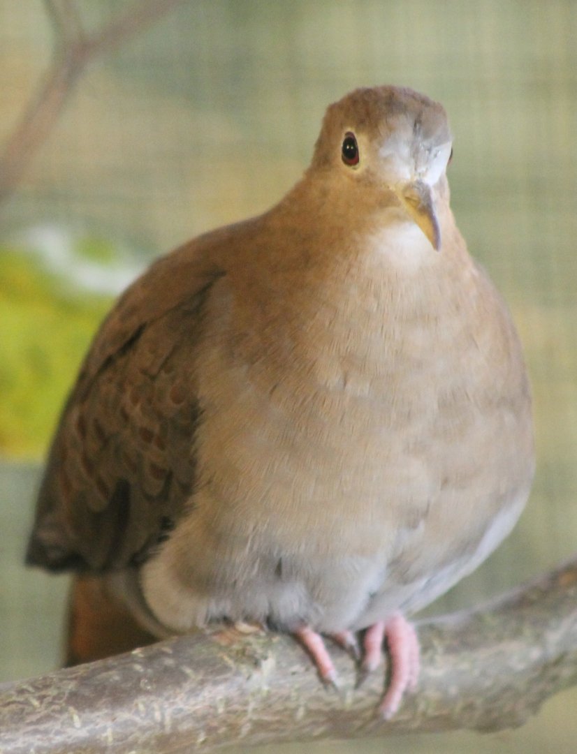 Blue ground-dove - female
