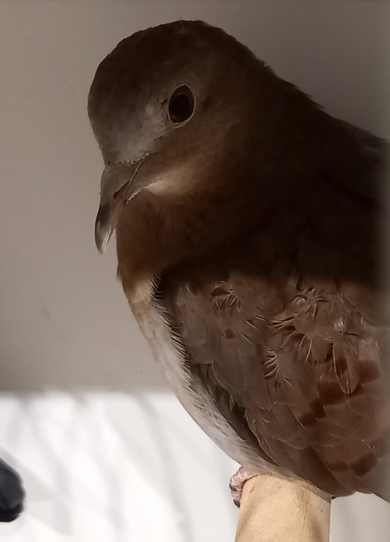 Blue ground-dove - female