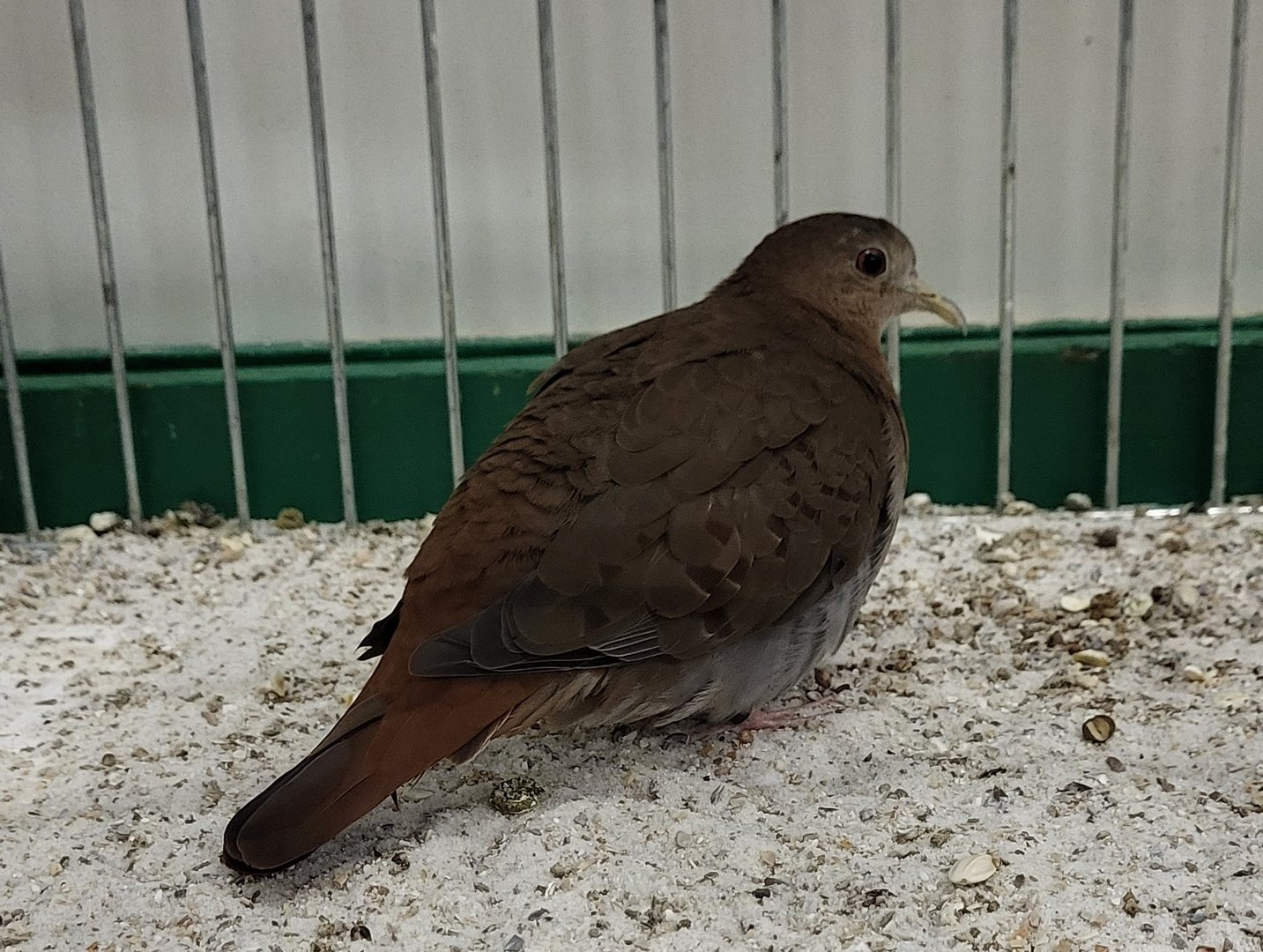 Blue ground-dove - female