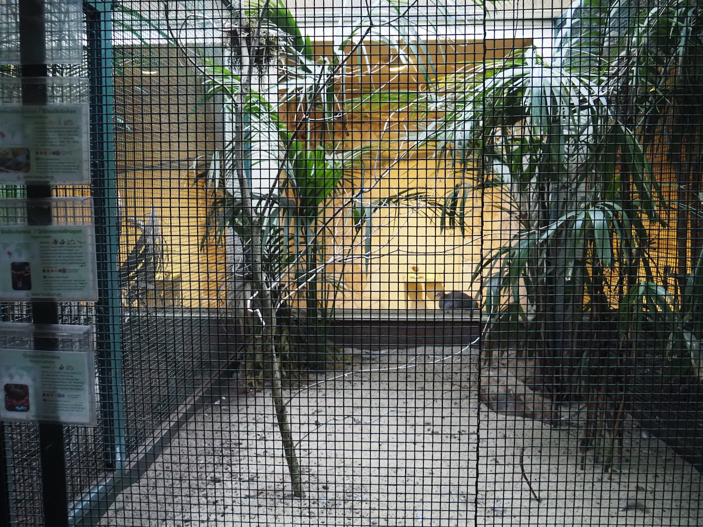 Blue ground-dove, Green-backed trogon and Solitary tinamou aviary, 2024-05-22