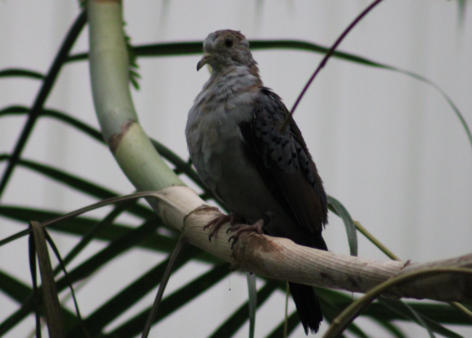 Blue ground-dove - juvenile