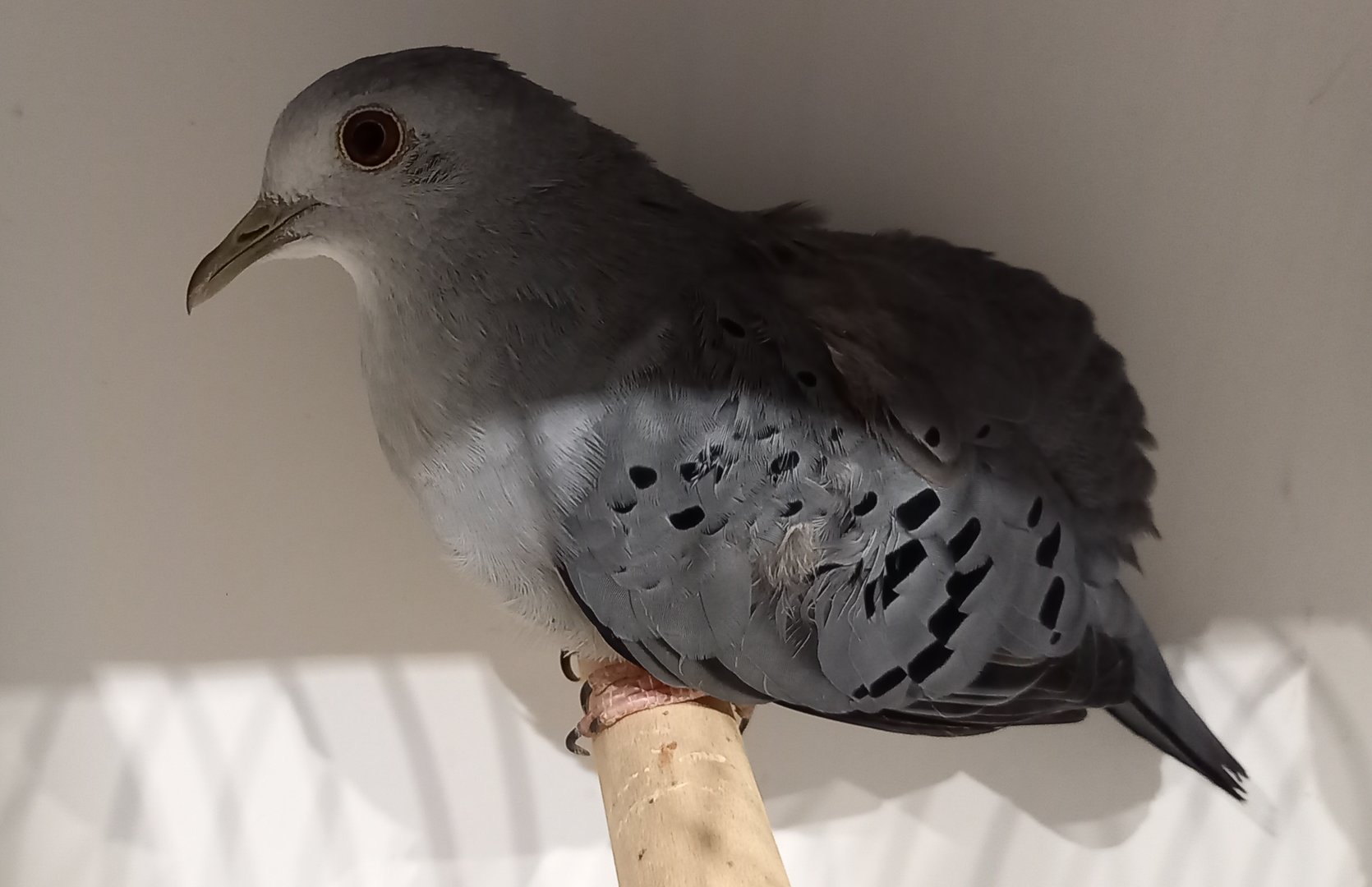 Blue ground-dove - male