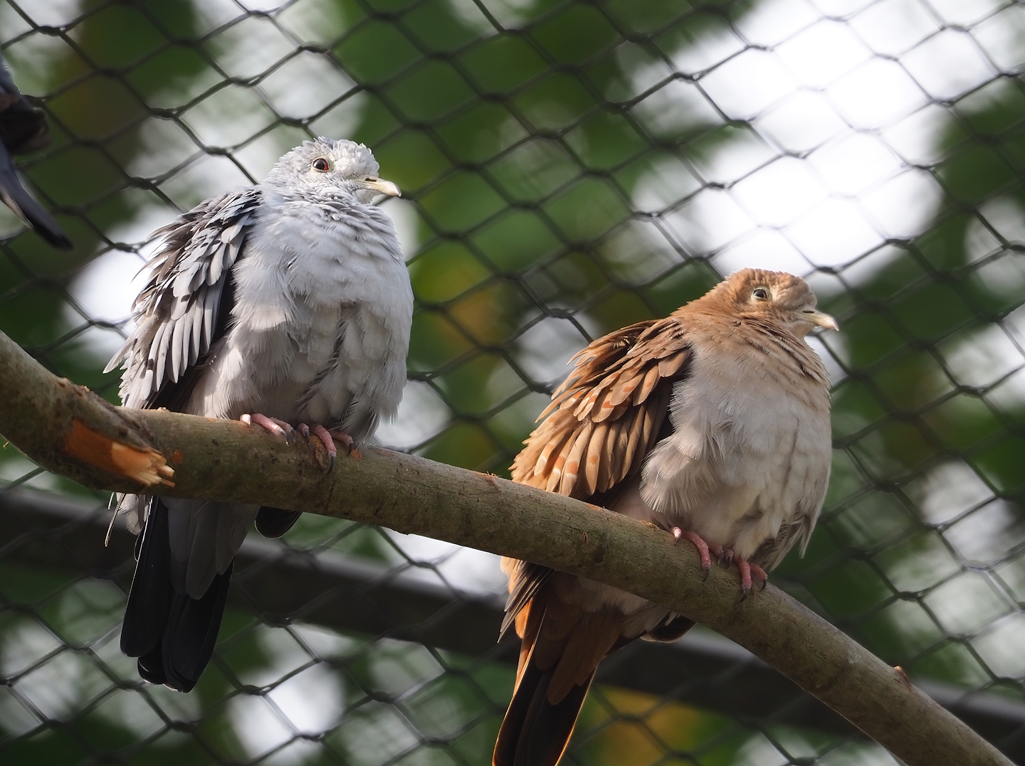 Blue ground dove pair (Claravis pretiosa), 2023-07-22