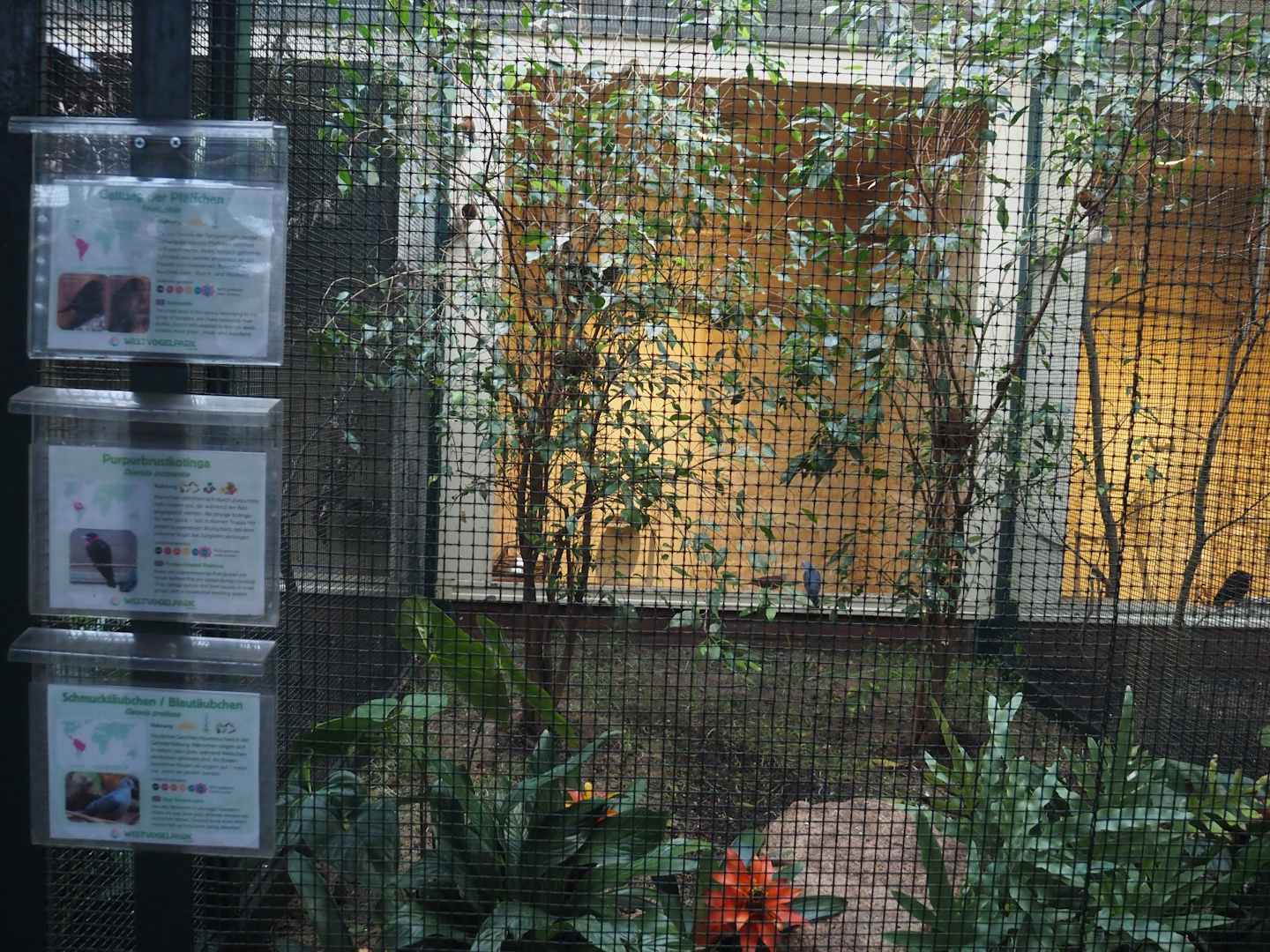 Blue ground-dove, Purple-throated fruitcrow and Multiple species of Seedeater aviary, 2024-05-22