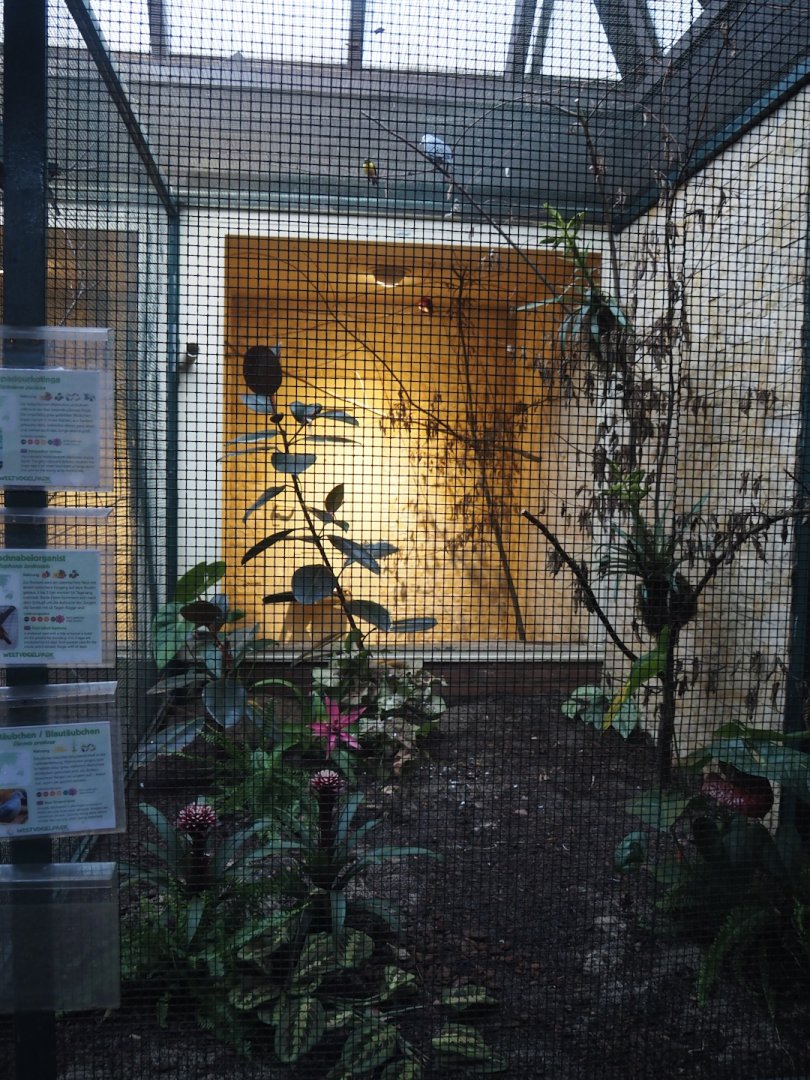 Blue ground-dove, Thick-billed Euphonia and Pompadour cotinga aviary, 2024-05-22