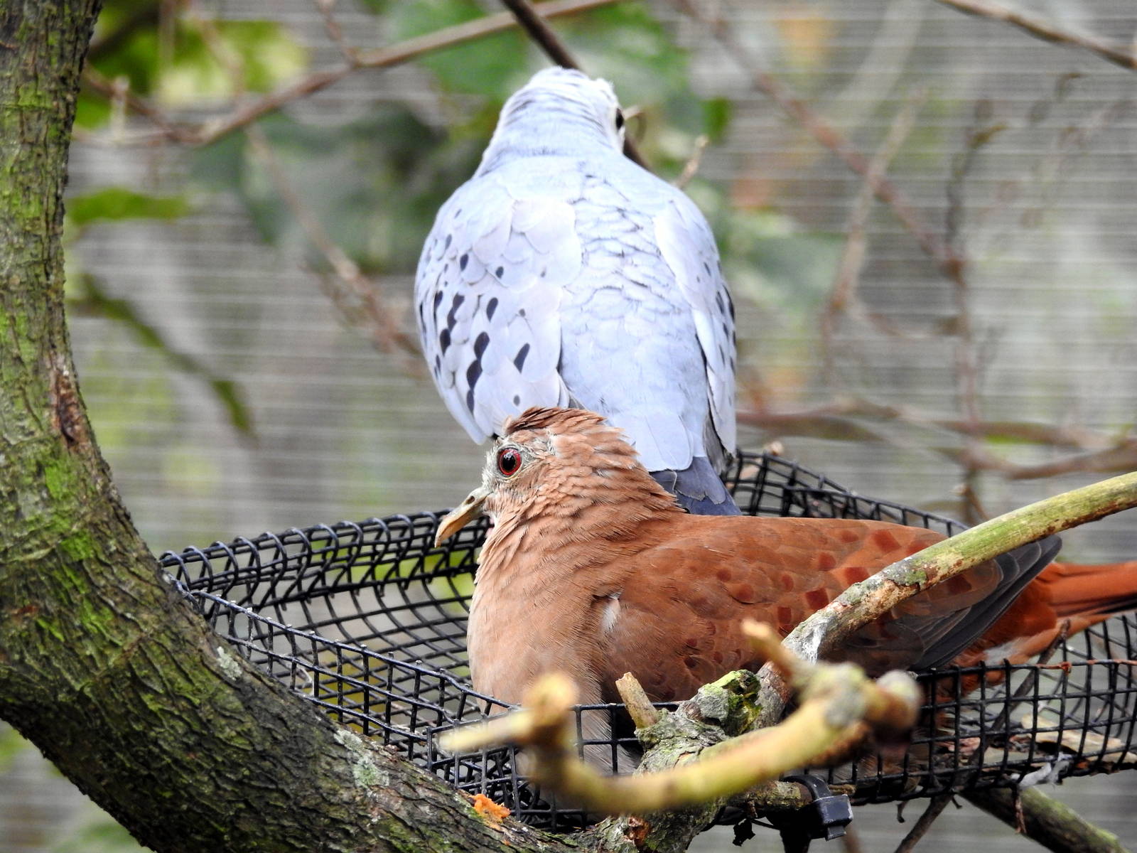 Blue Ground Dove